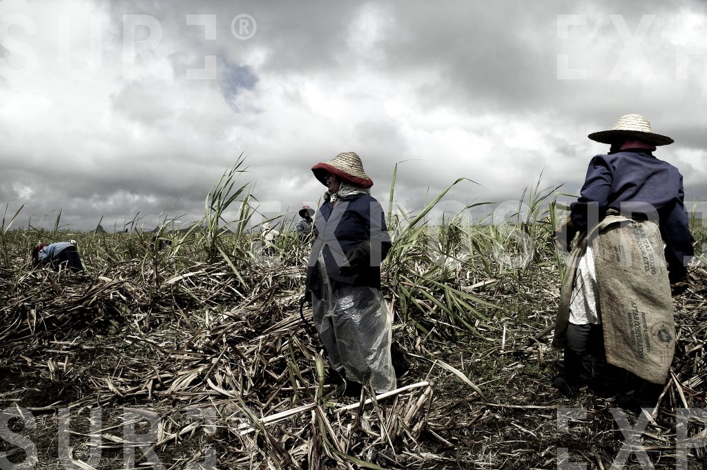 Sugar Plant Workers 6