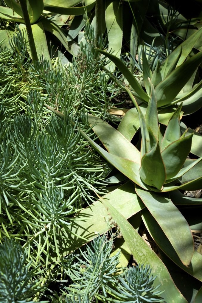 Vivid green succulents at the Marjorelle gardens in Morocco