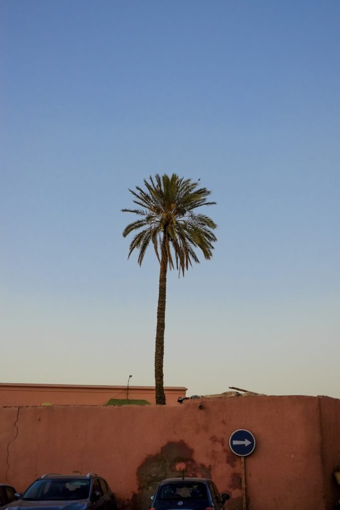 A single palm tree at dusk standing tall in Morocco