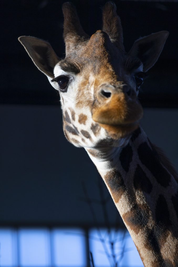 A close-up of a giraffe's eye and eyelashes