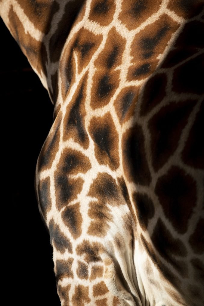 Close-up of giraffe skin pattern