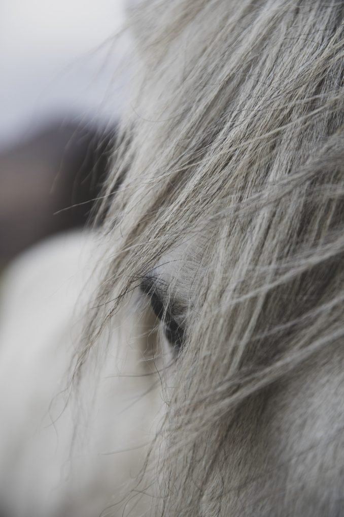 Horse eye and hair