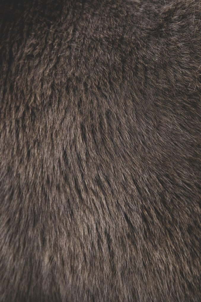 Close up of horse hair making nice texture and pattern