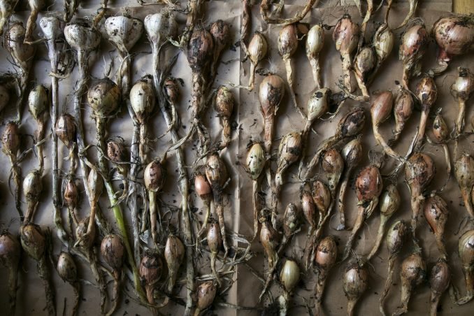 Onion harvest drying in a pattern