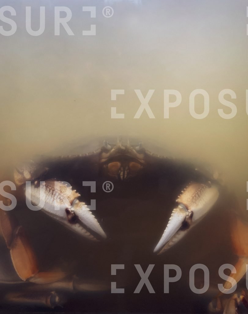 Crab