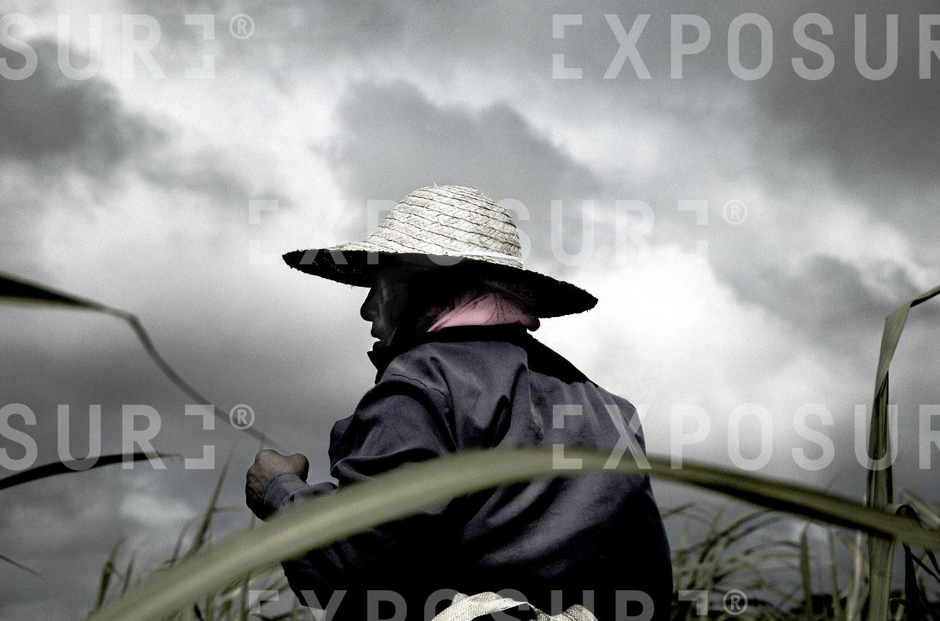 Sugar Plant Worker 3