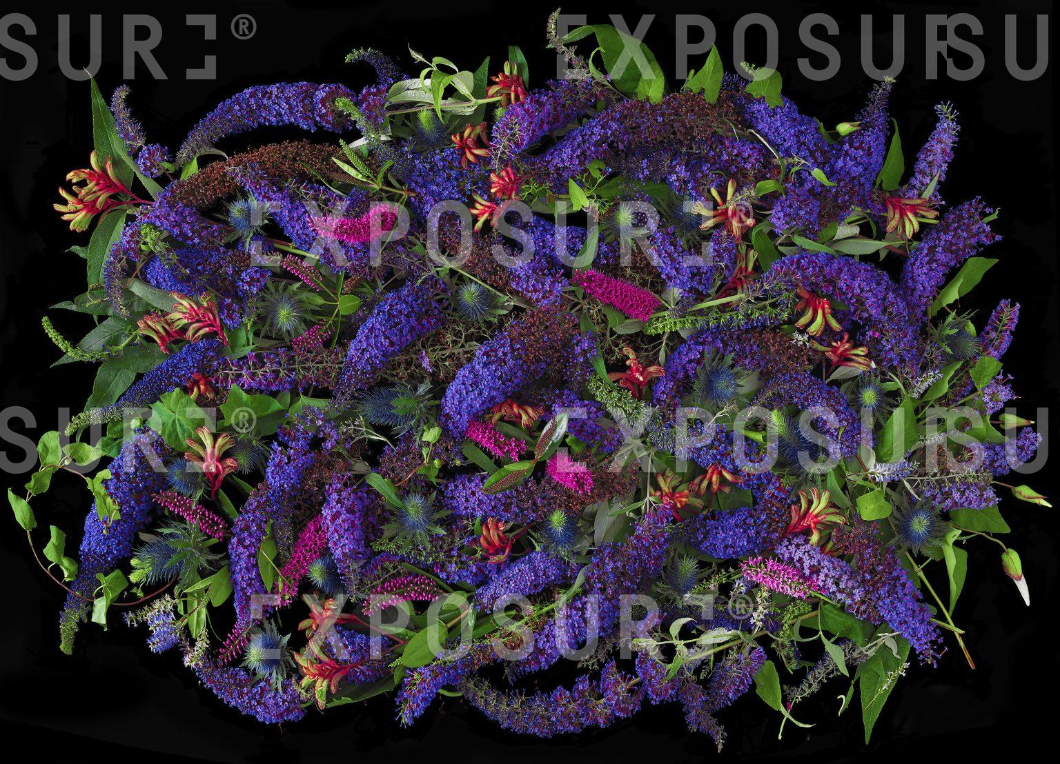 Buddleia bed