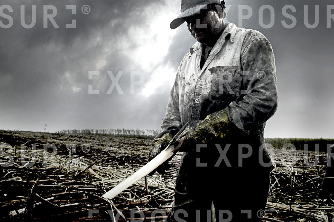 Sugar Cutter 2