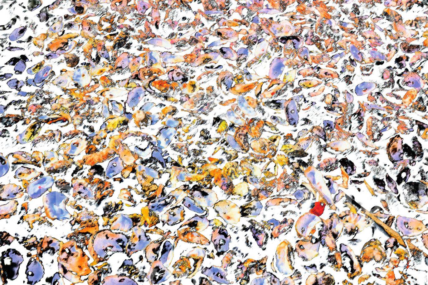 Oyster Shells