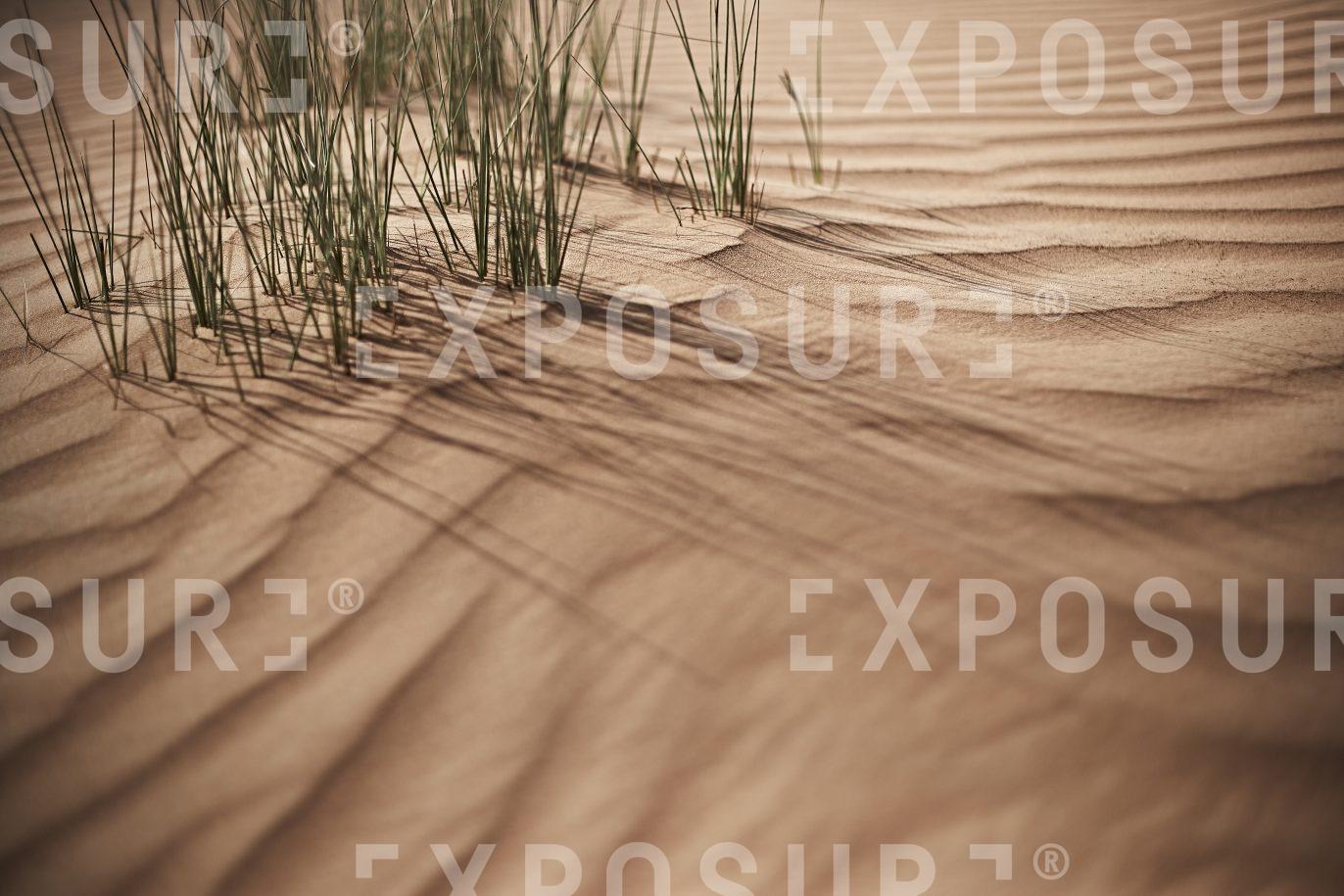 Dunes and desert grass, near Al Faqa