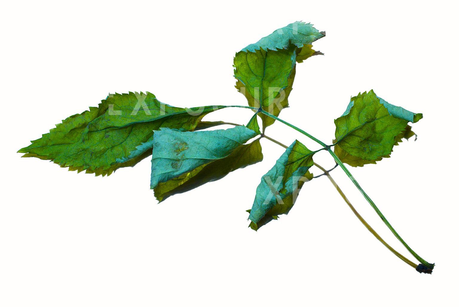 Green and dry leaves