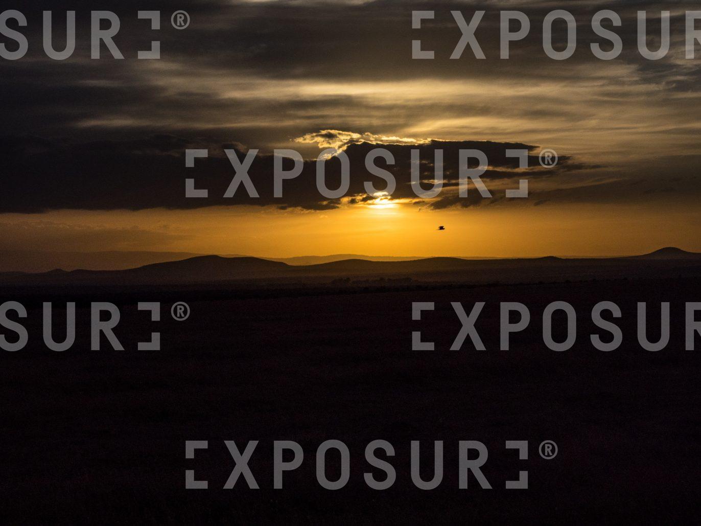 Flying Bird At Sunset