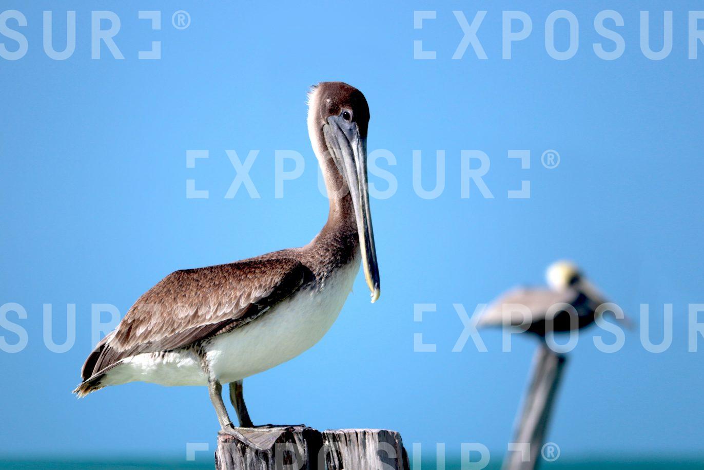 Pelicans on the Beach Mexico