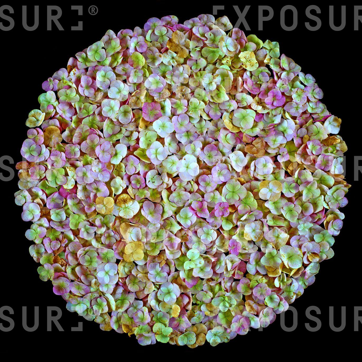 Hydrangea petals in a circle