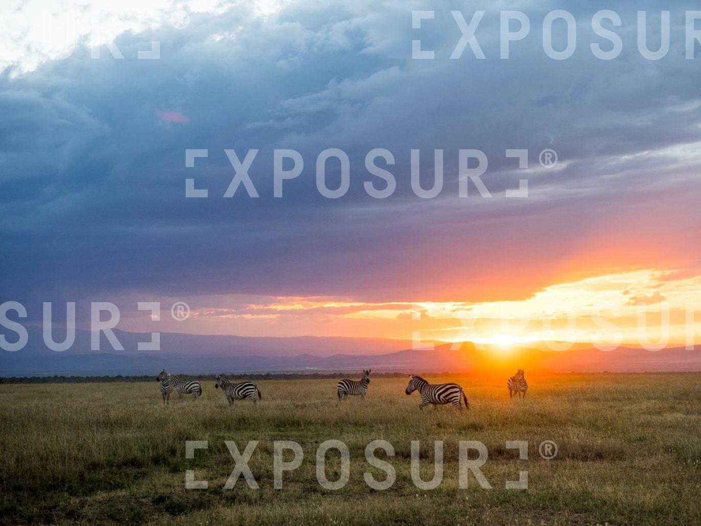 Zebras At Sunset