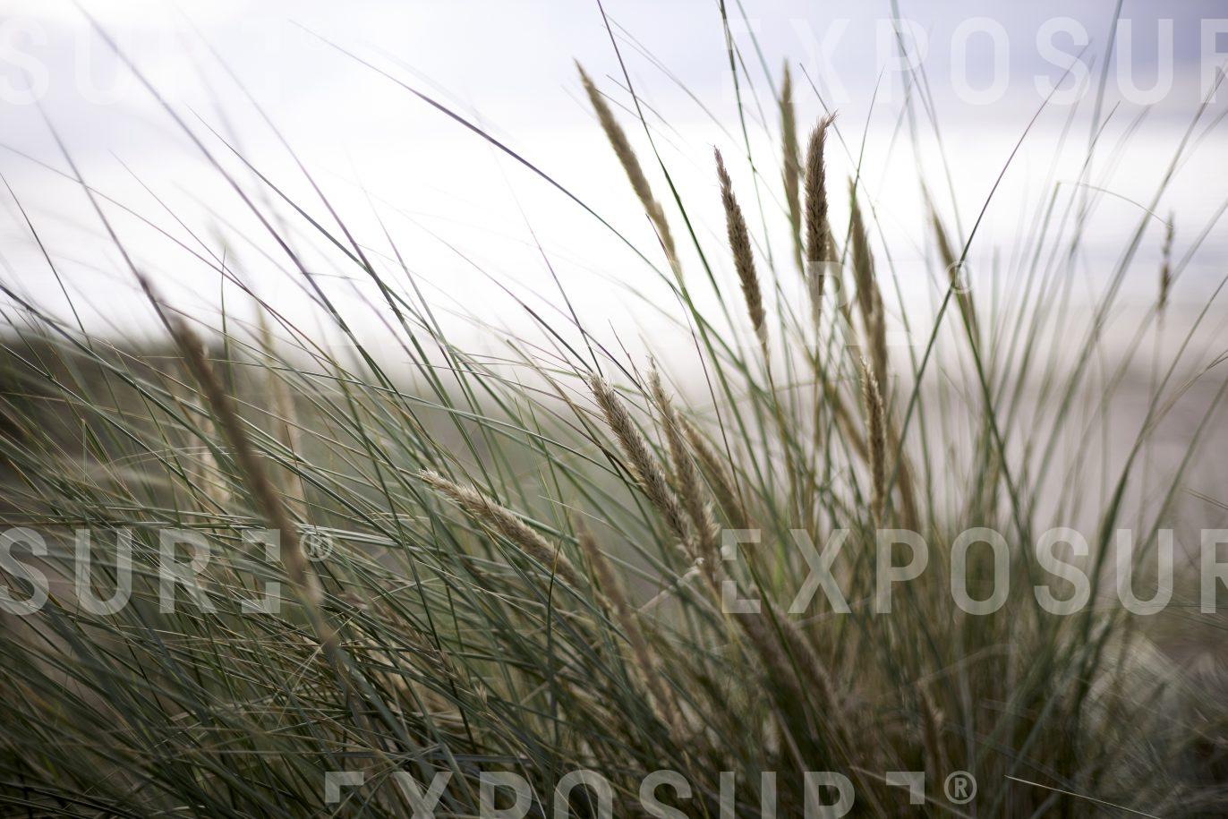 Devon, sand dune grass