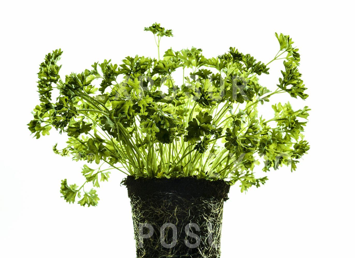 Parsley Plant