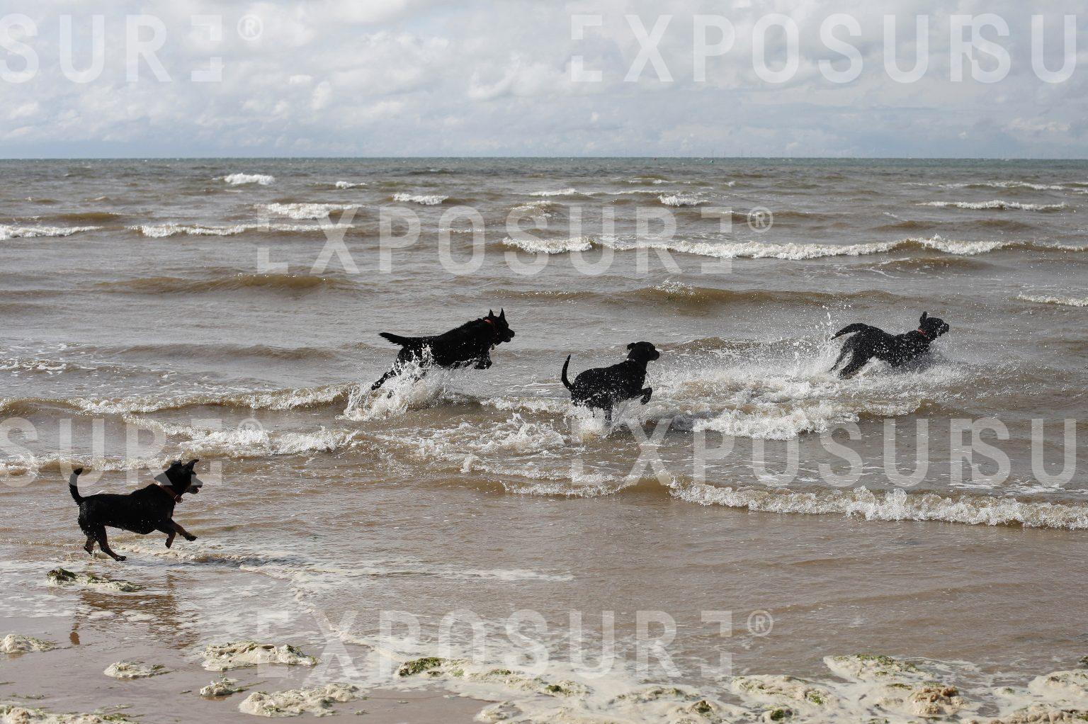 Dogs running into the sea