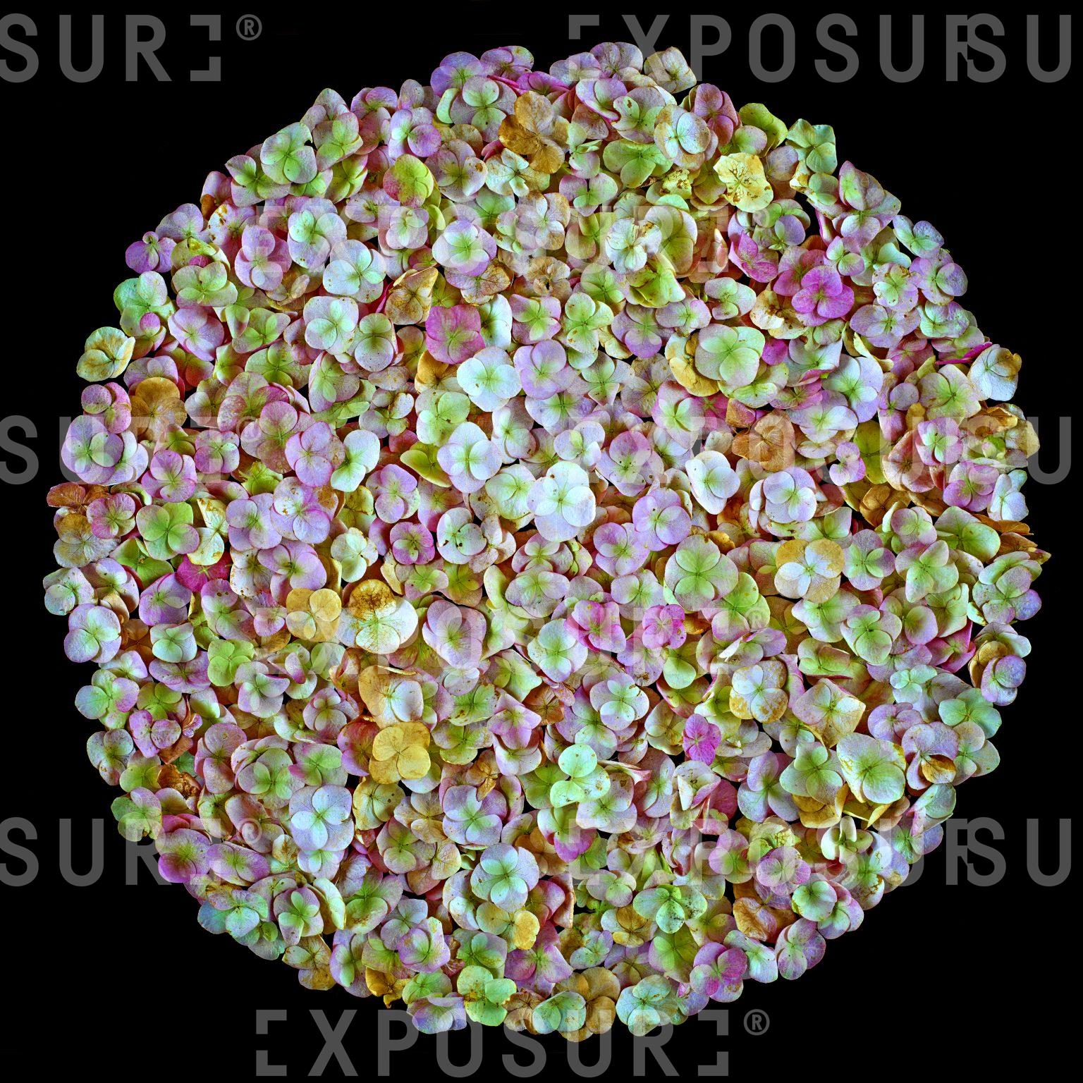 Hydrangea petals in a circle