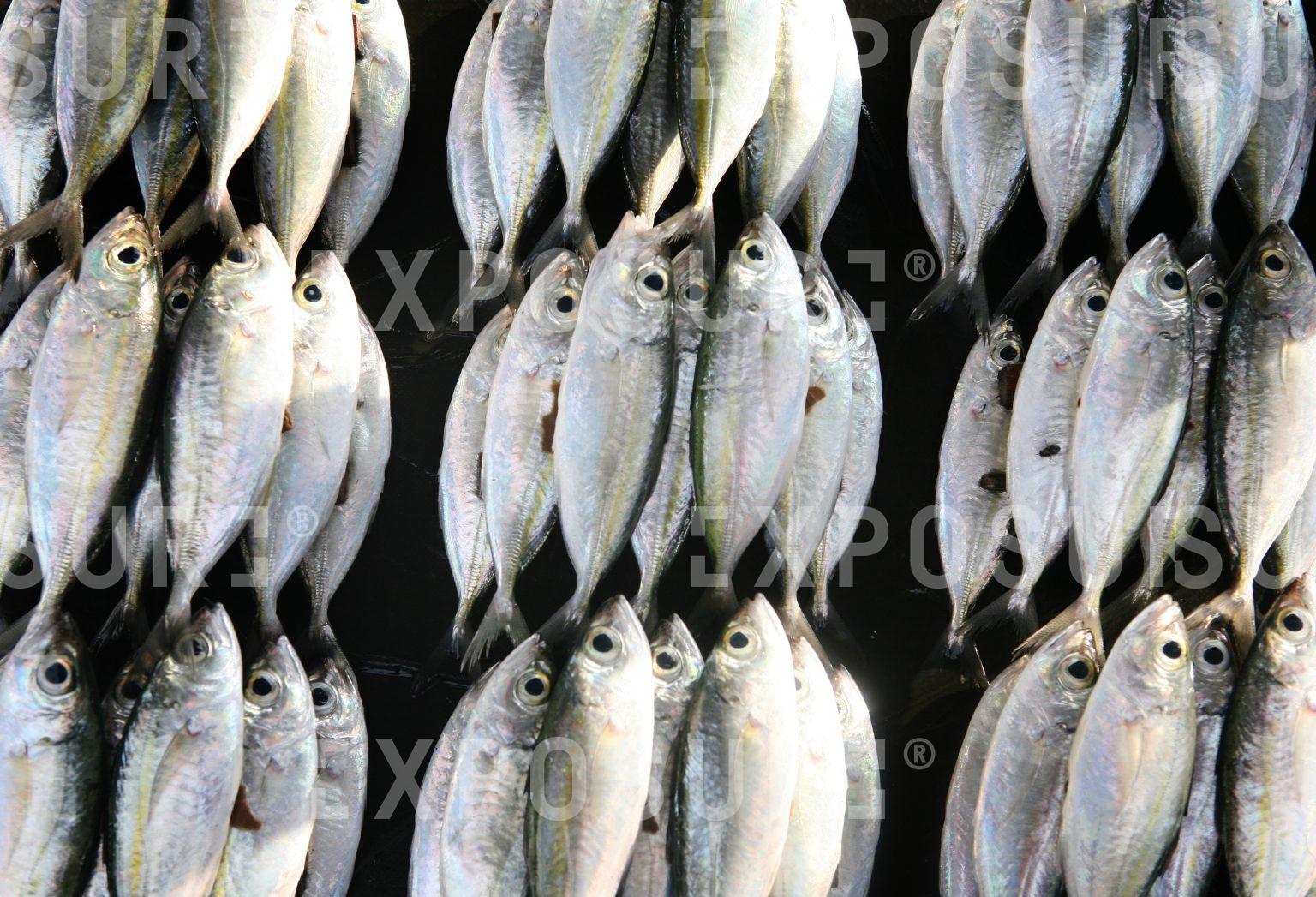 Fish hung up