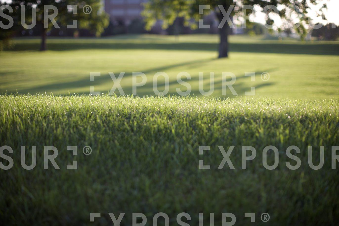 Dew on a grassy bank, Detroit