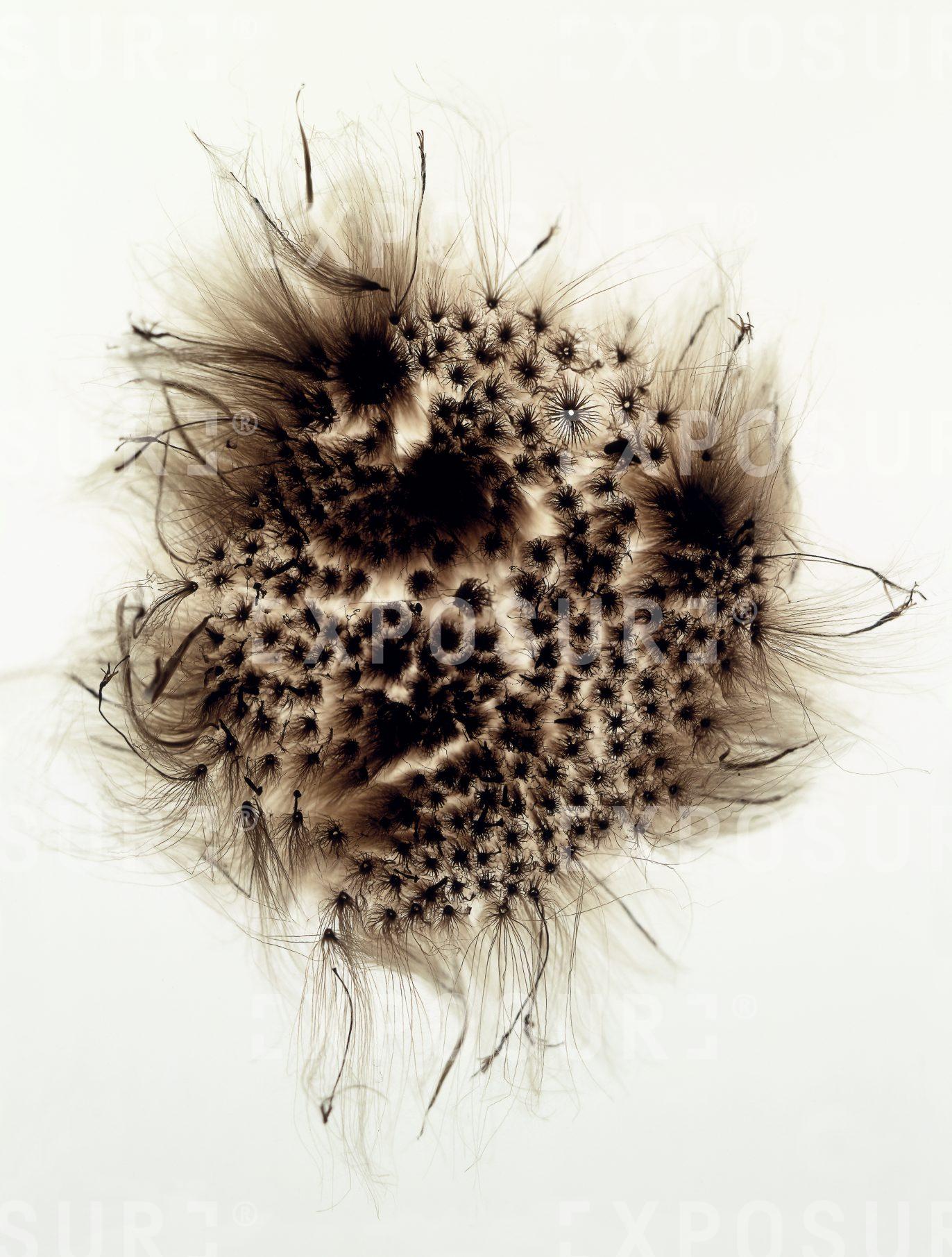 Dandelion stamens