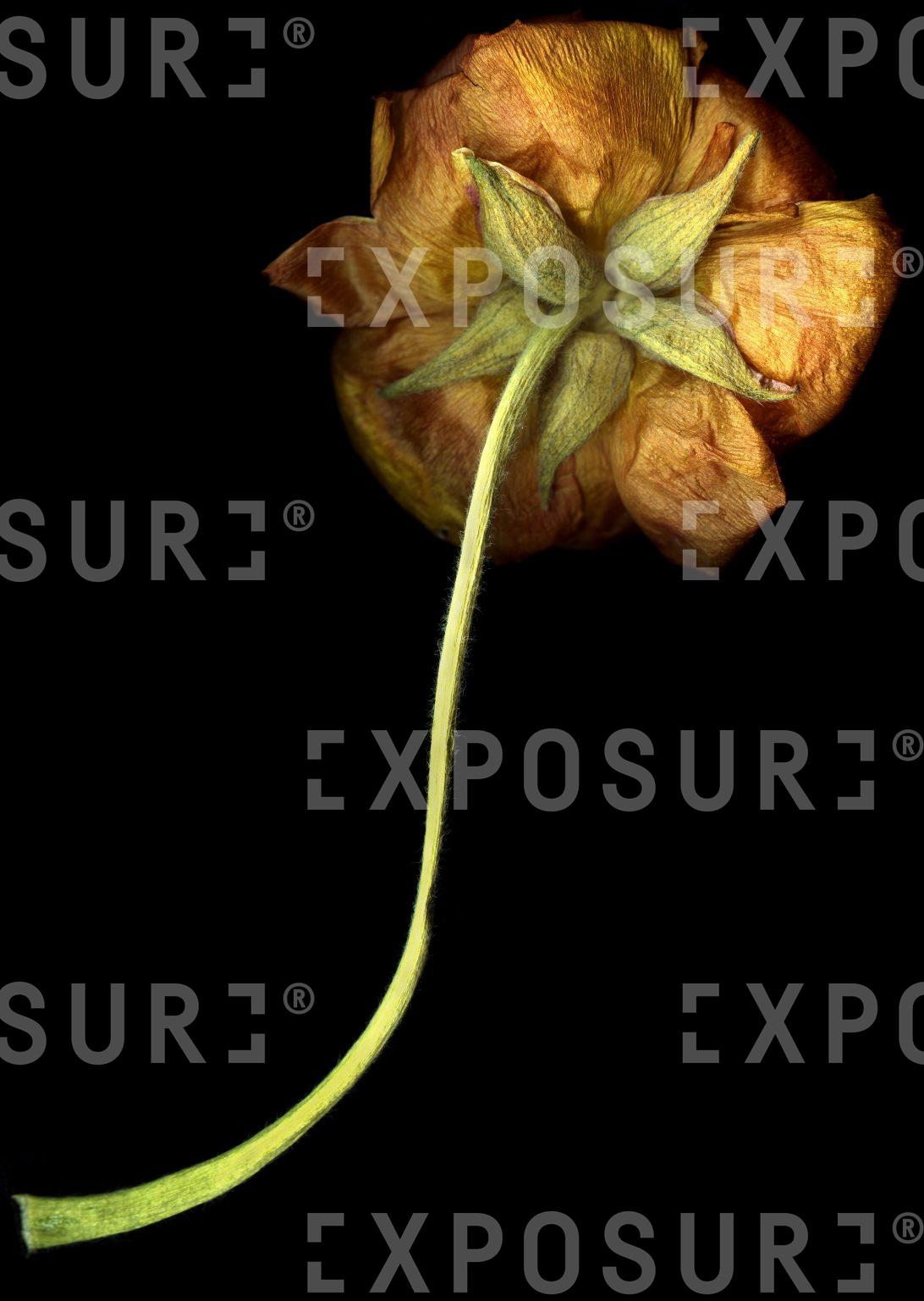 Lonely flower