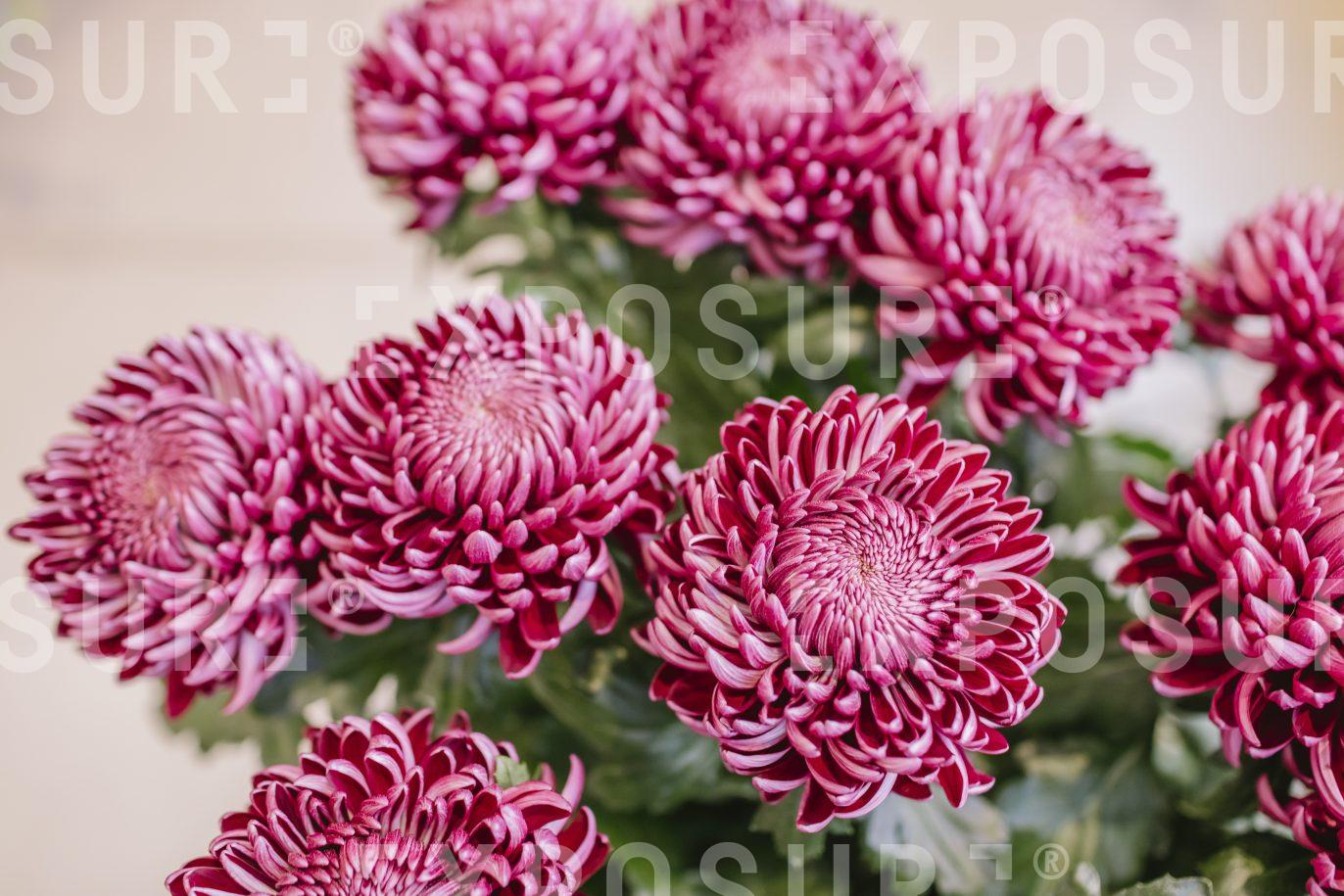 Magenta Chrysanthemum