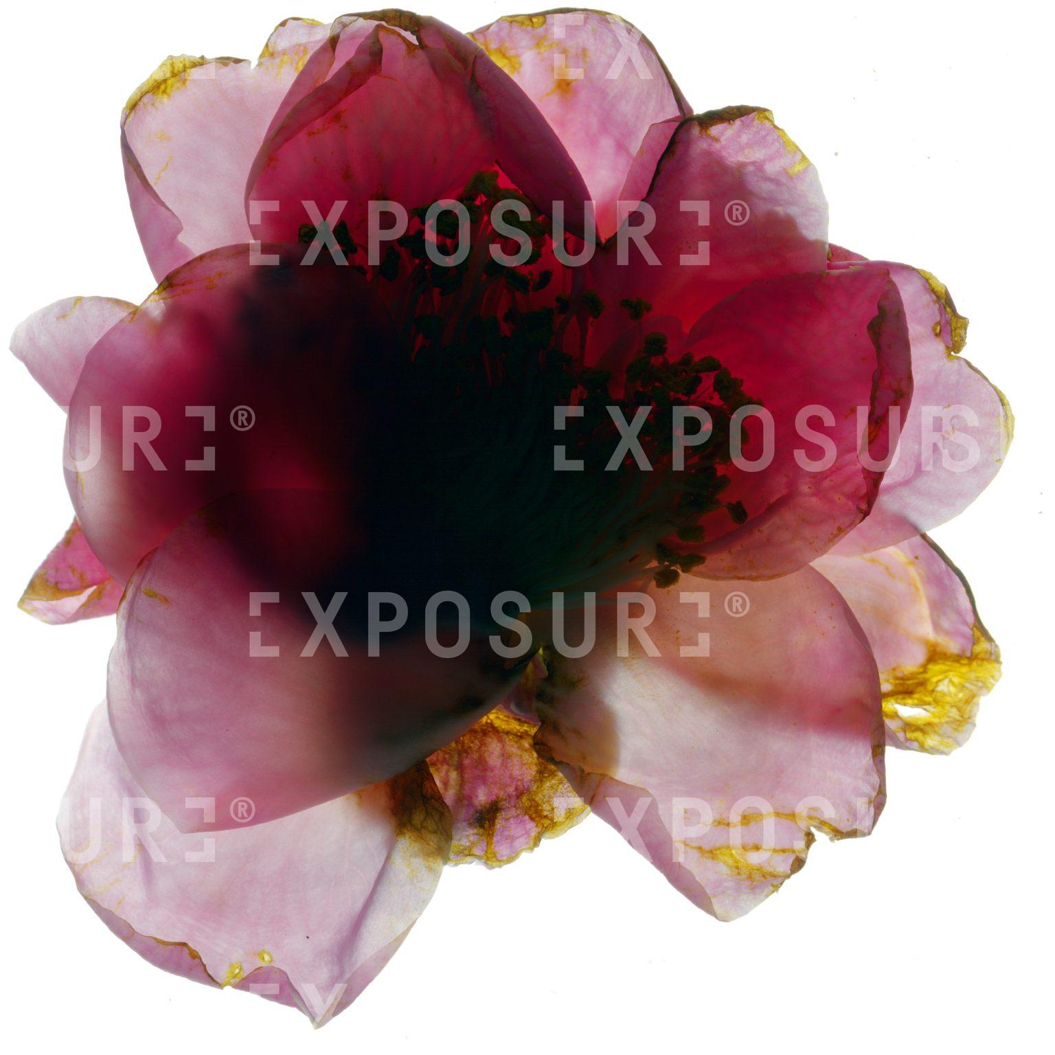 Pink flower