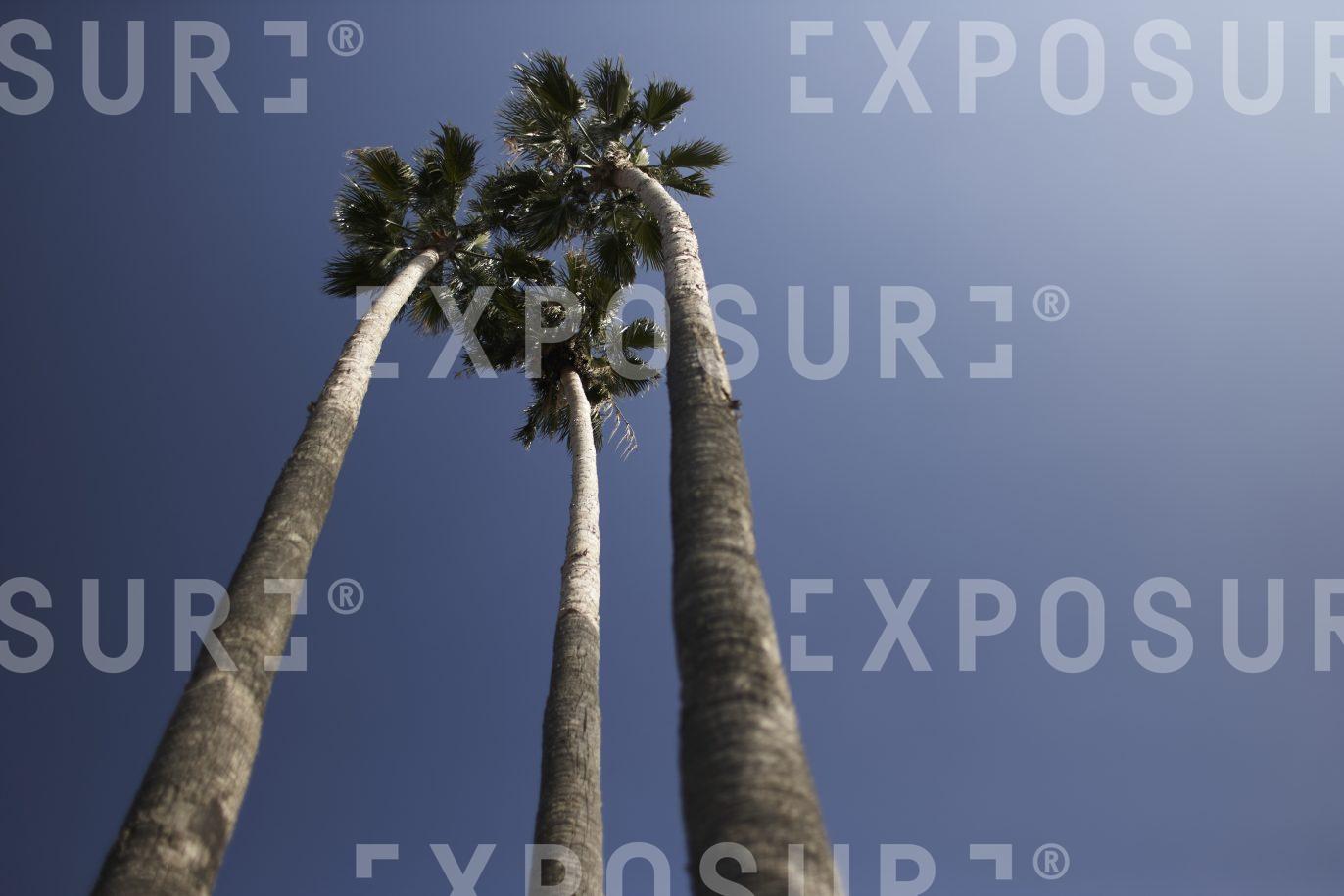 Three palms, California