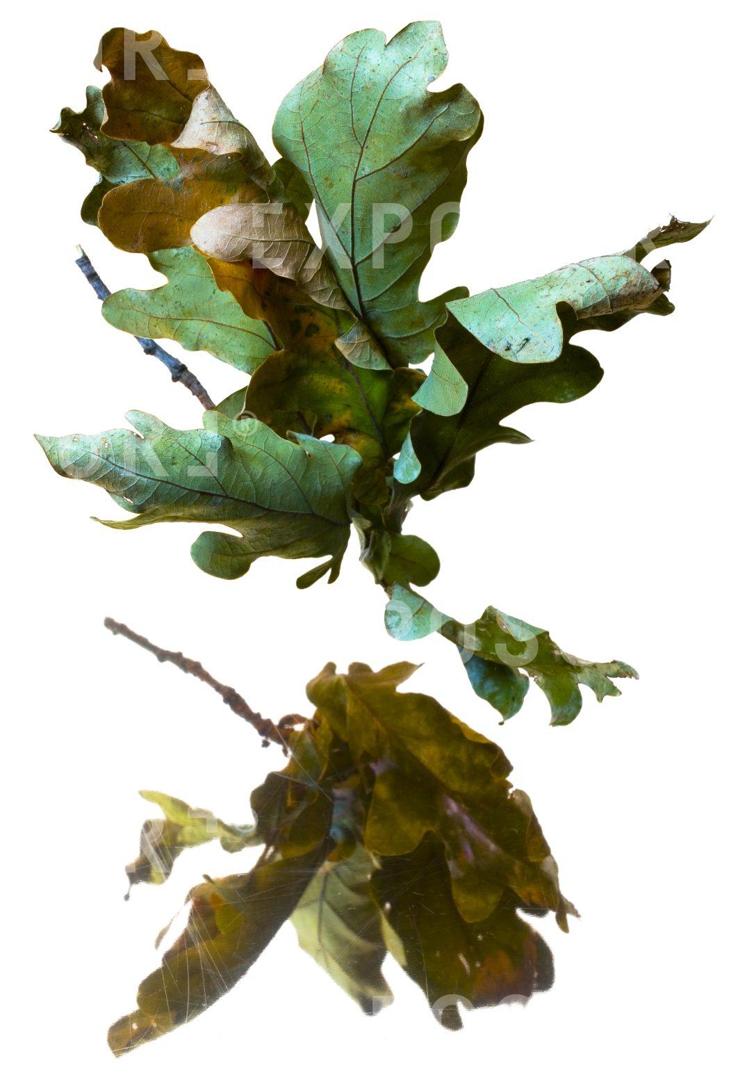 Leaves and reflection