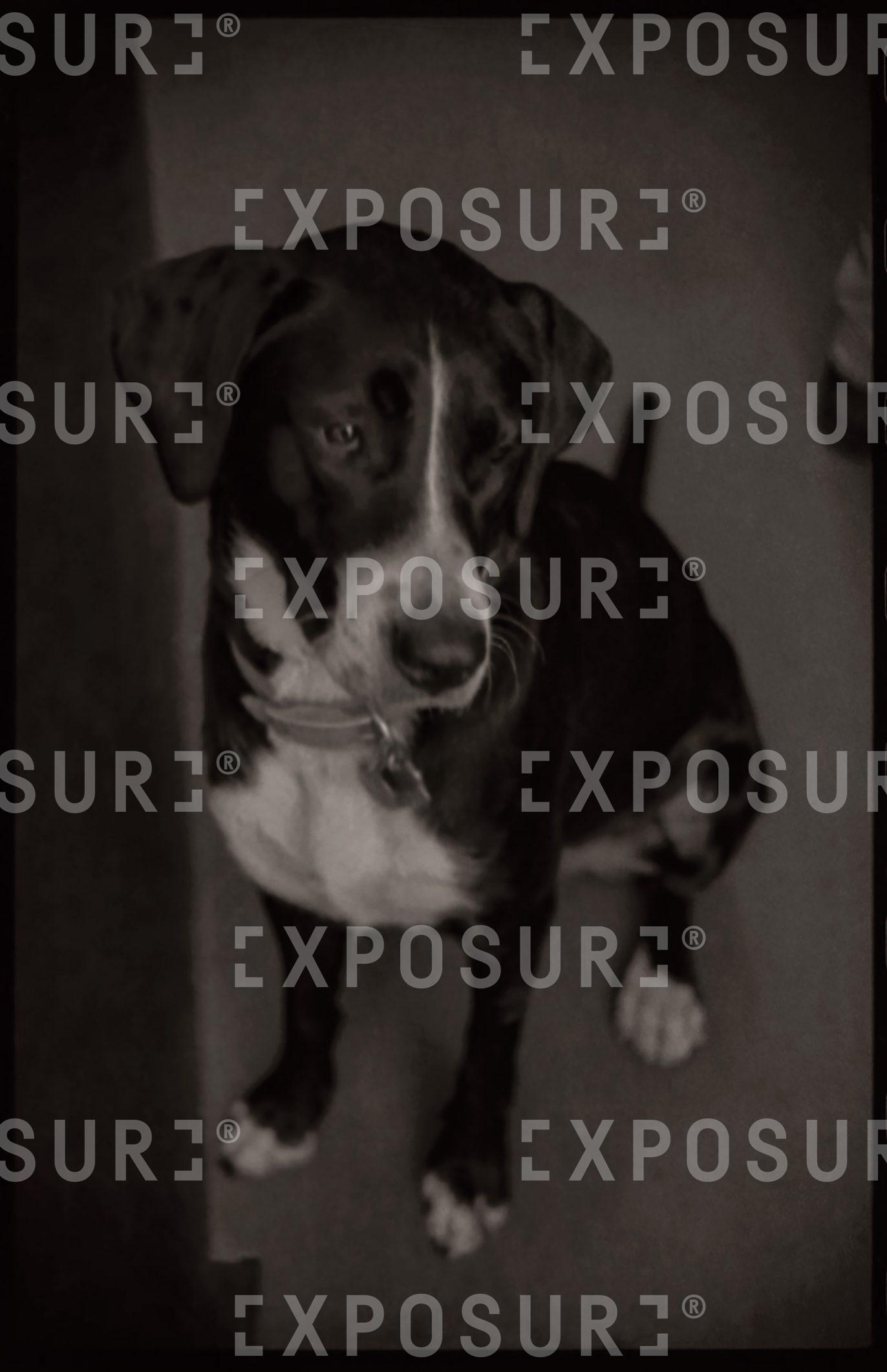 Dog in New York bar, New York city USA