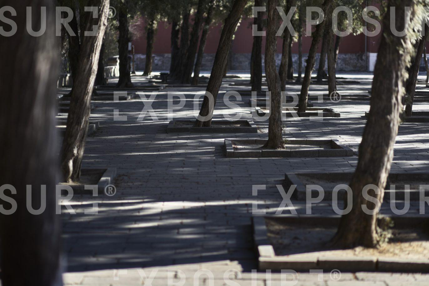 Trees outside a temple, China
