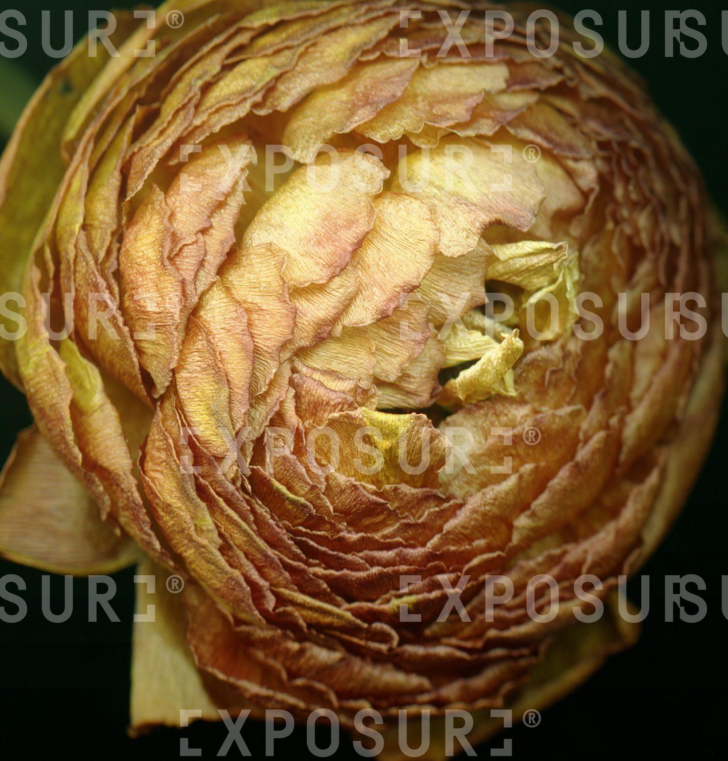 Dried peony