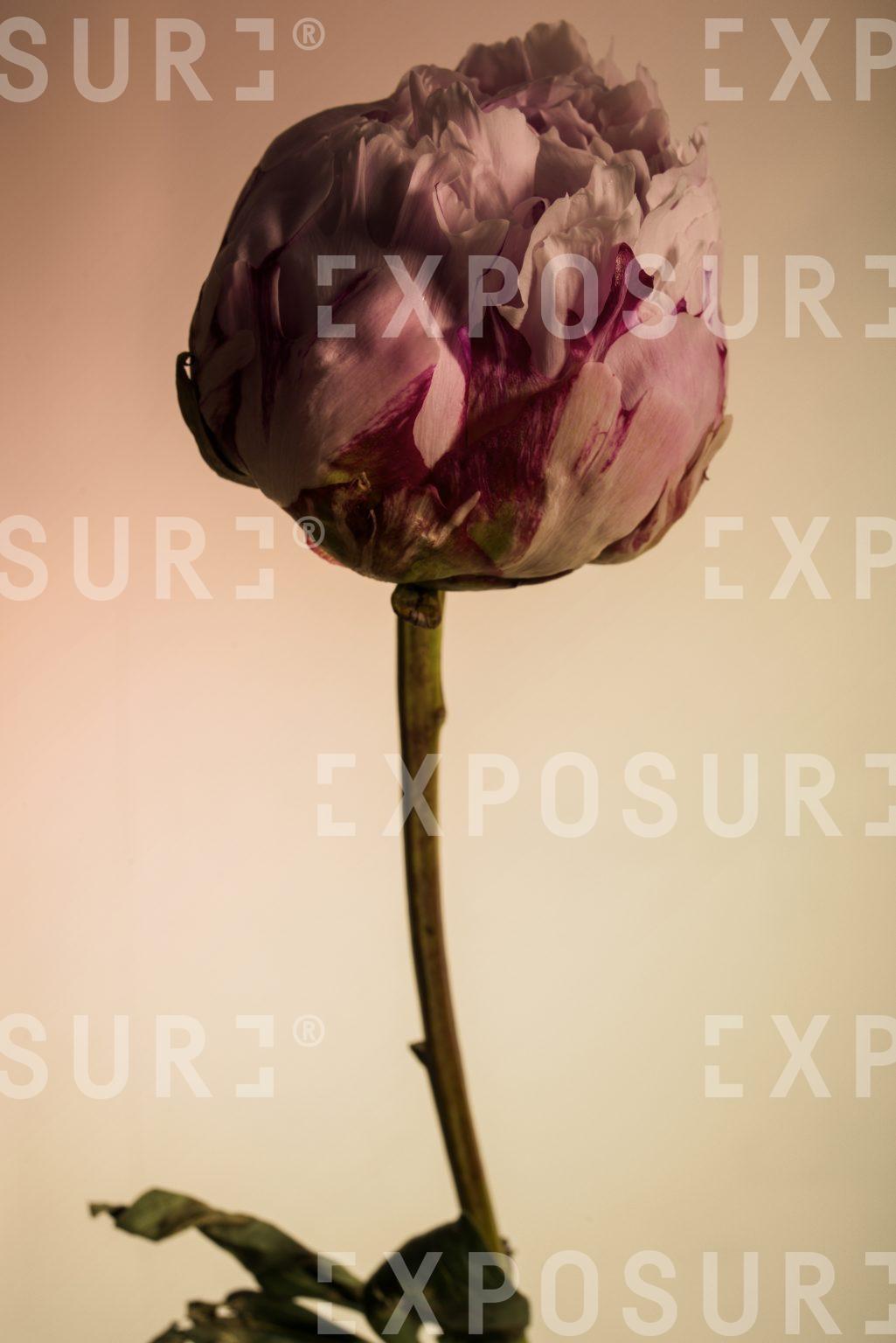 Monster flowers 2
