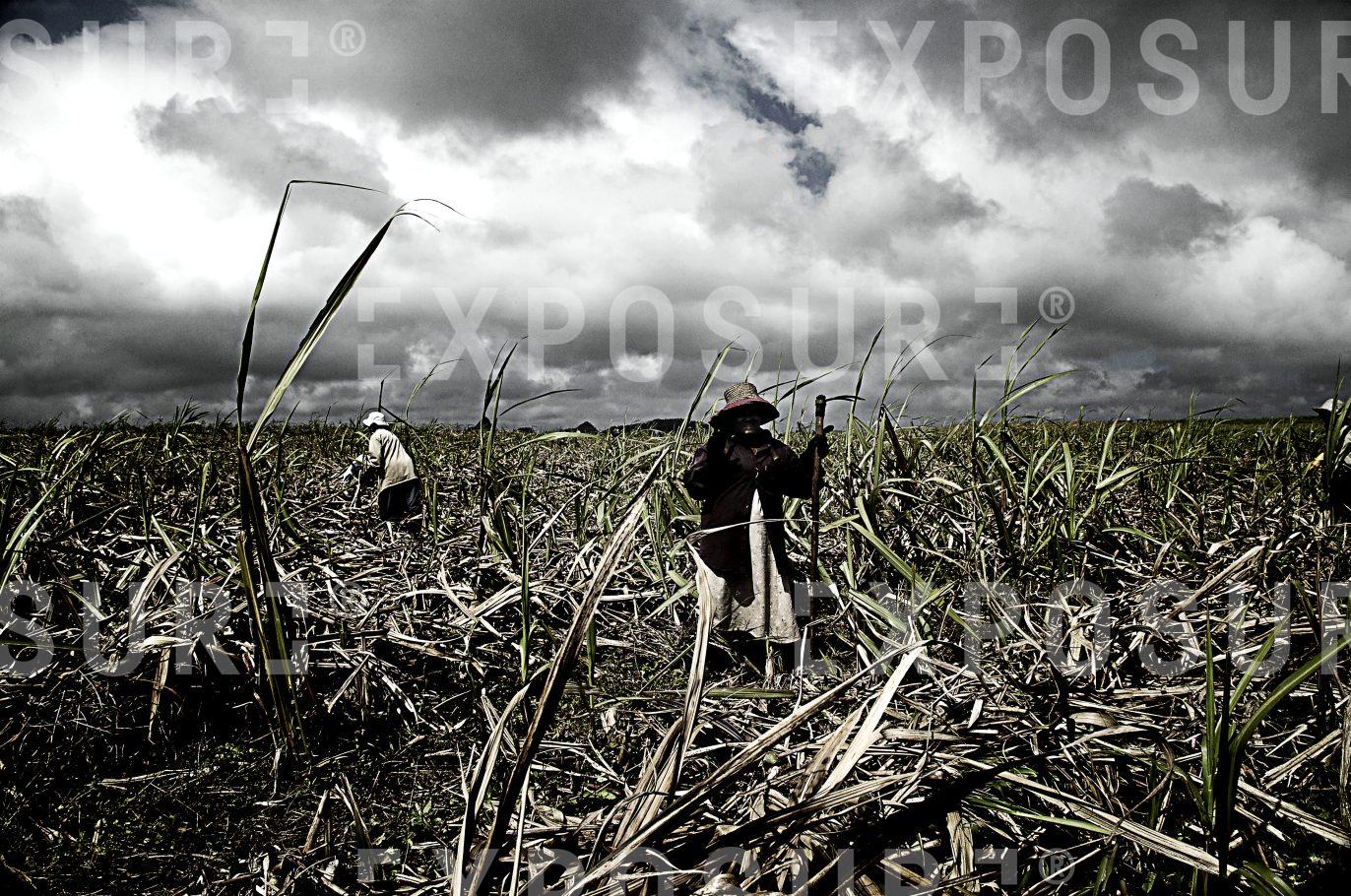 Sugar Plant Workers 2