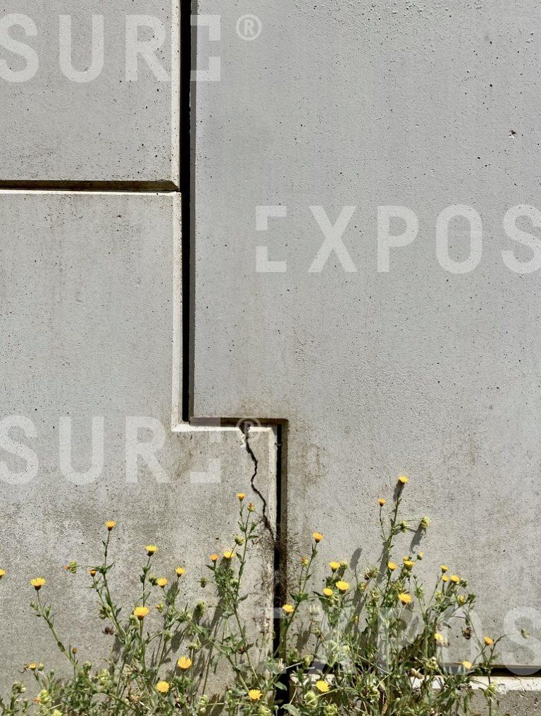 Flowers on Concrete