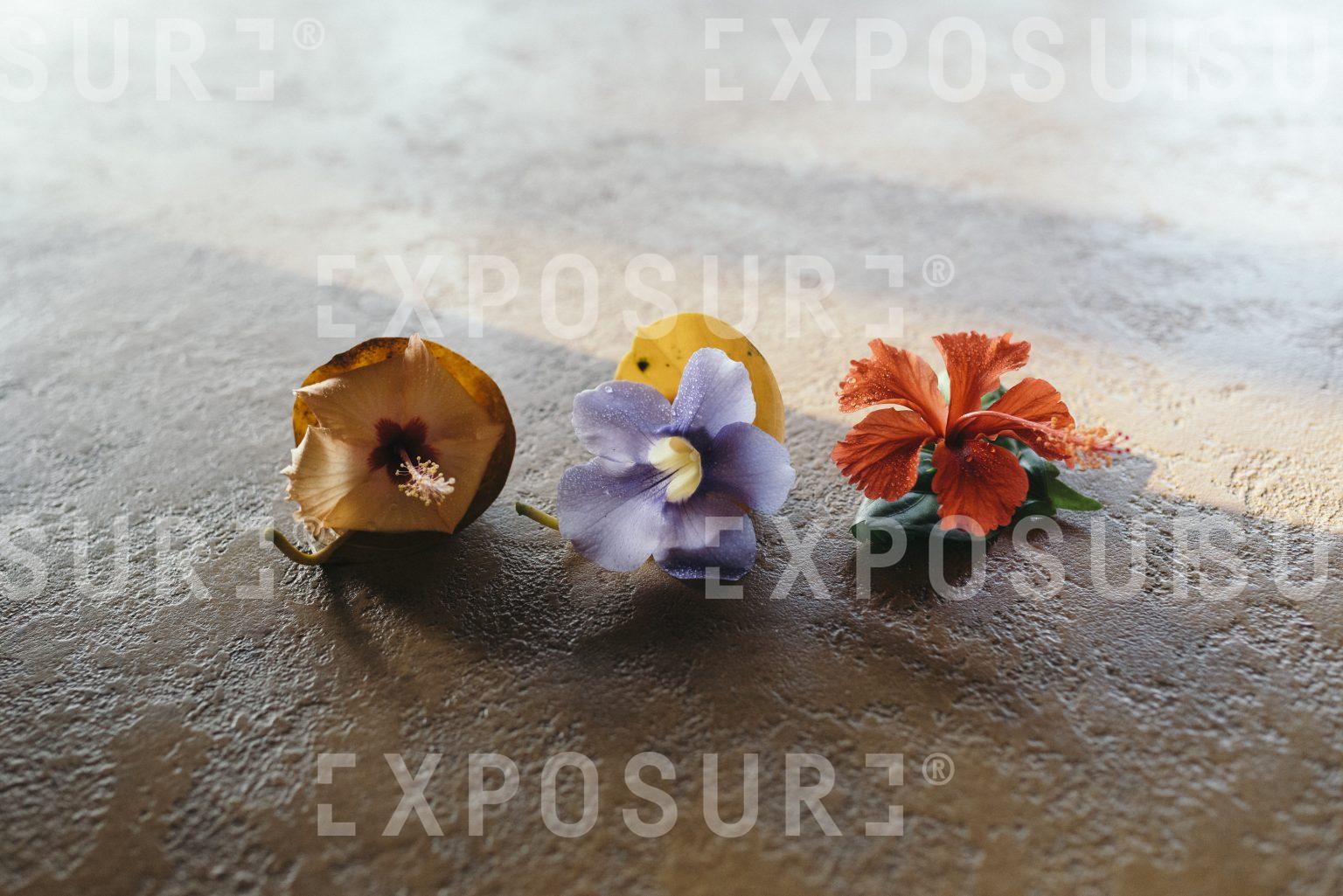 Three flowers