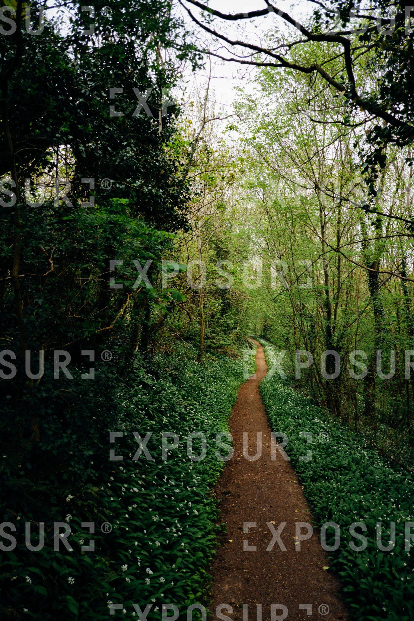 Path into to the distance