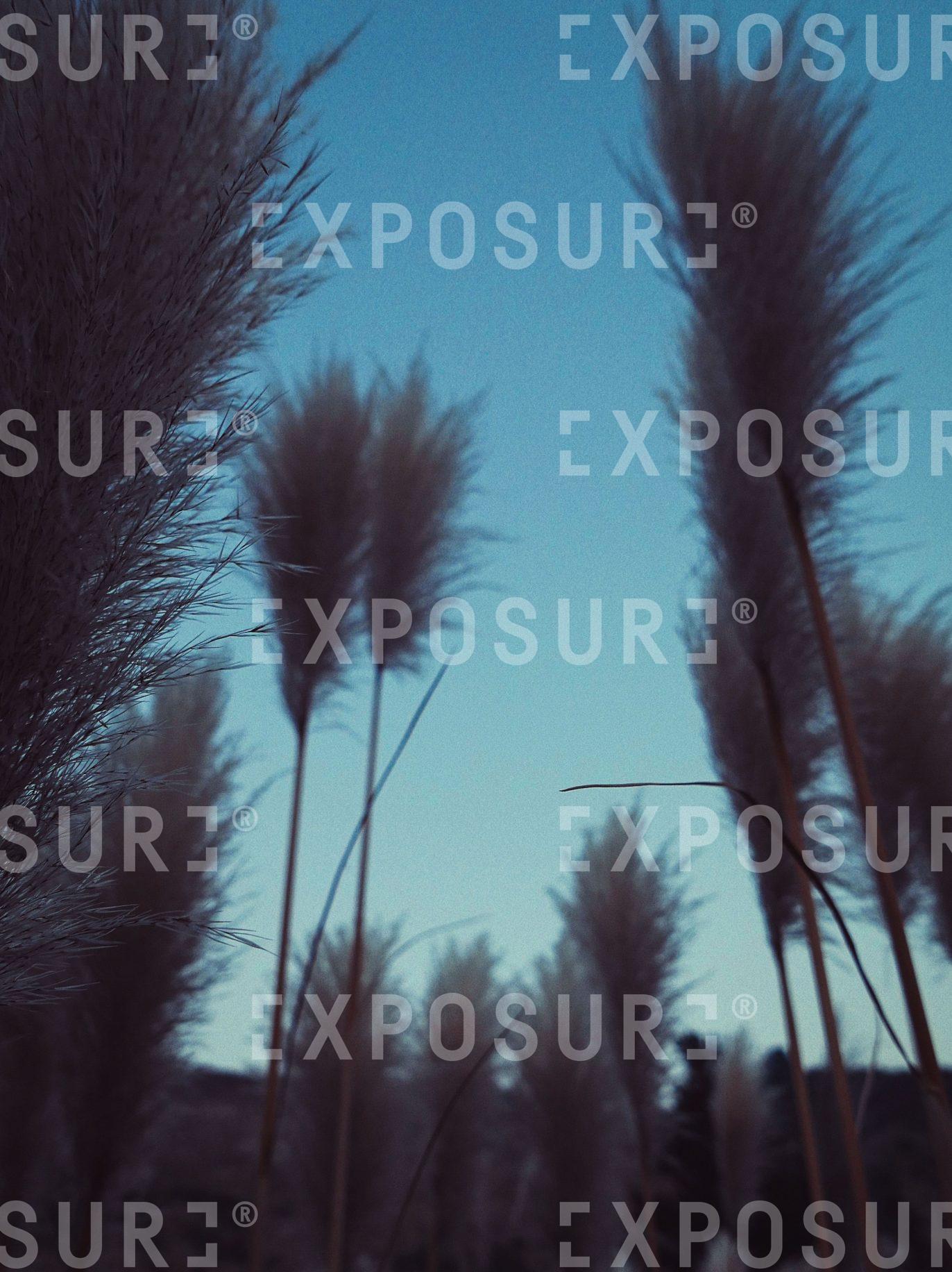 Pampas Grass at Dusk