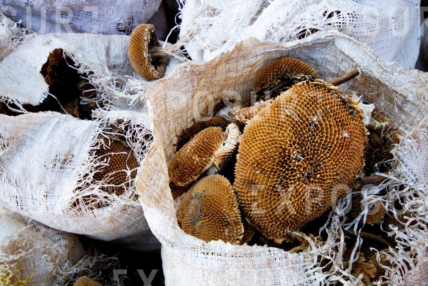 Sunflower husks in bags at sunflower farm