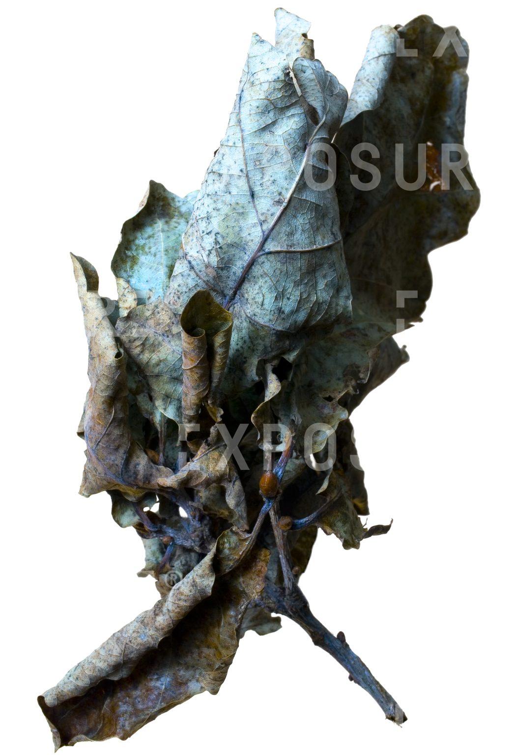 Dry leaves