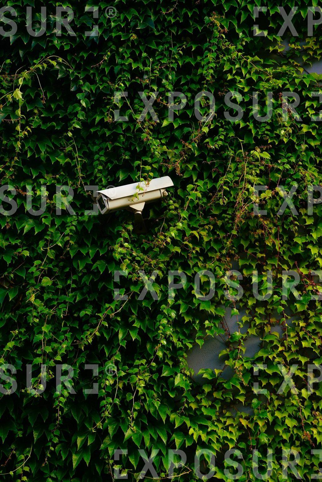 Nature Is Watching