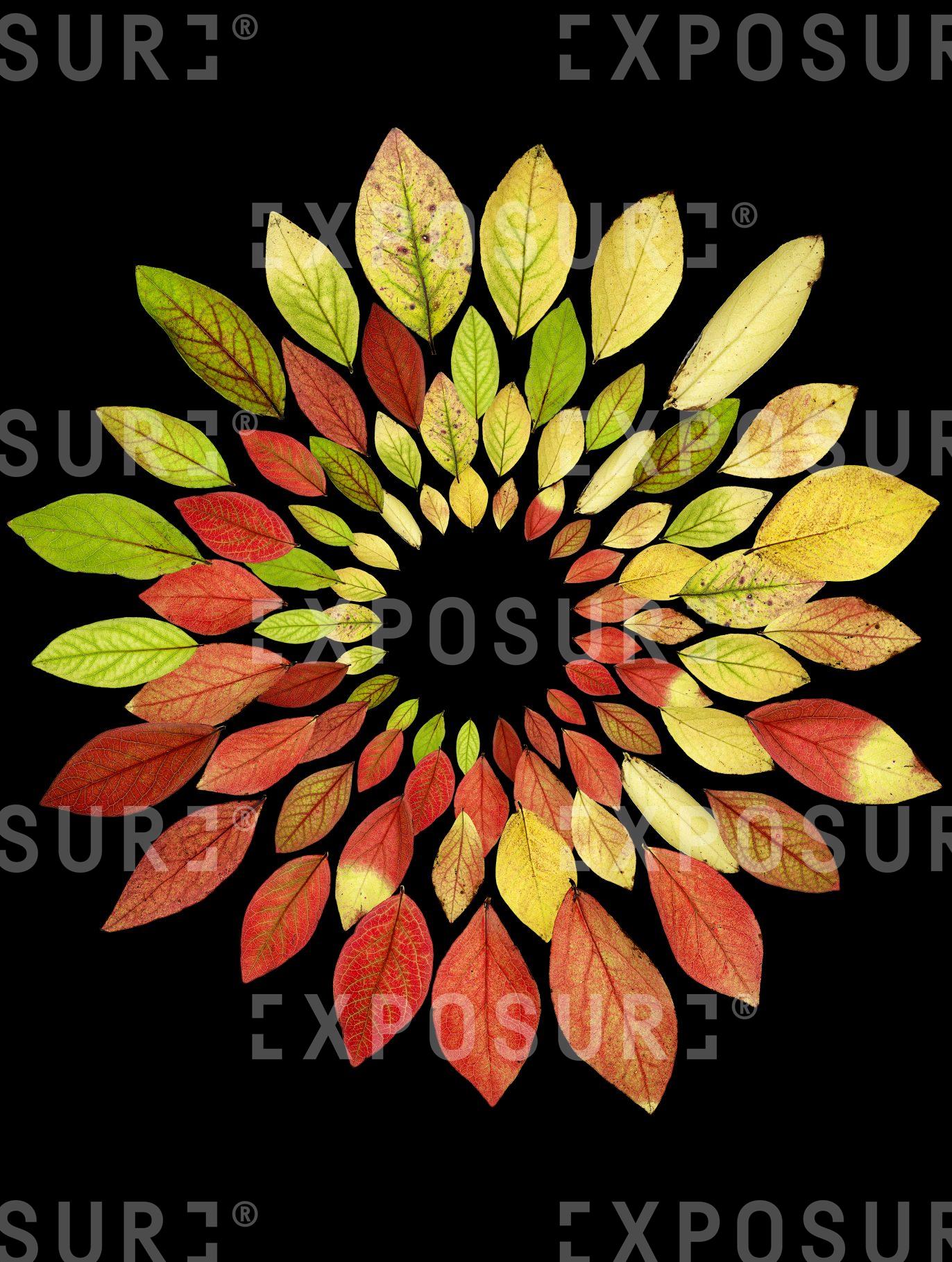 Autumn blueberry leaves