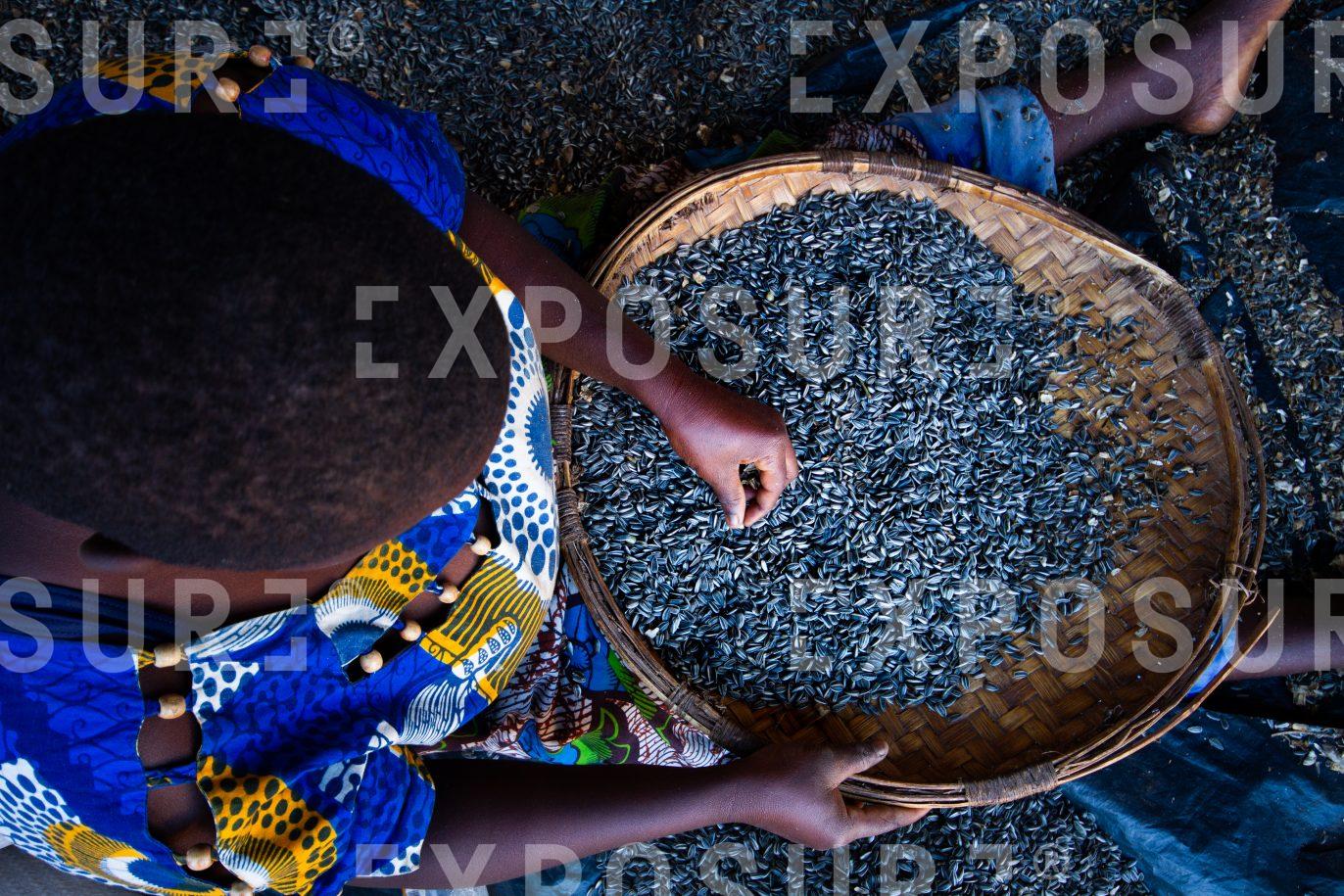 Woman sorting sunflower seeds