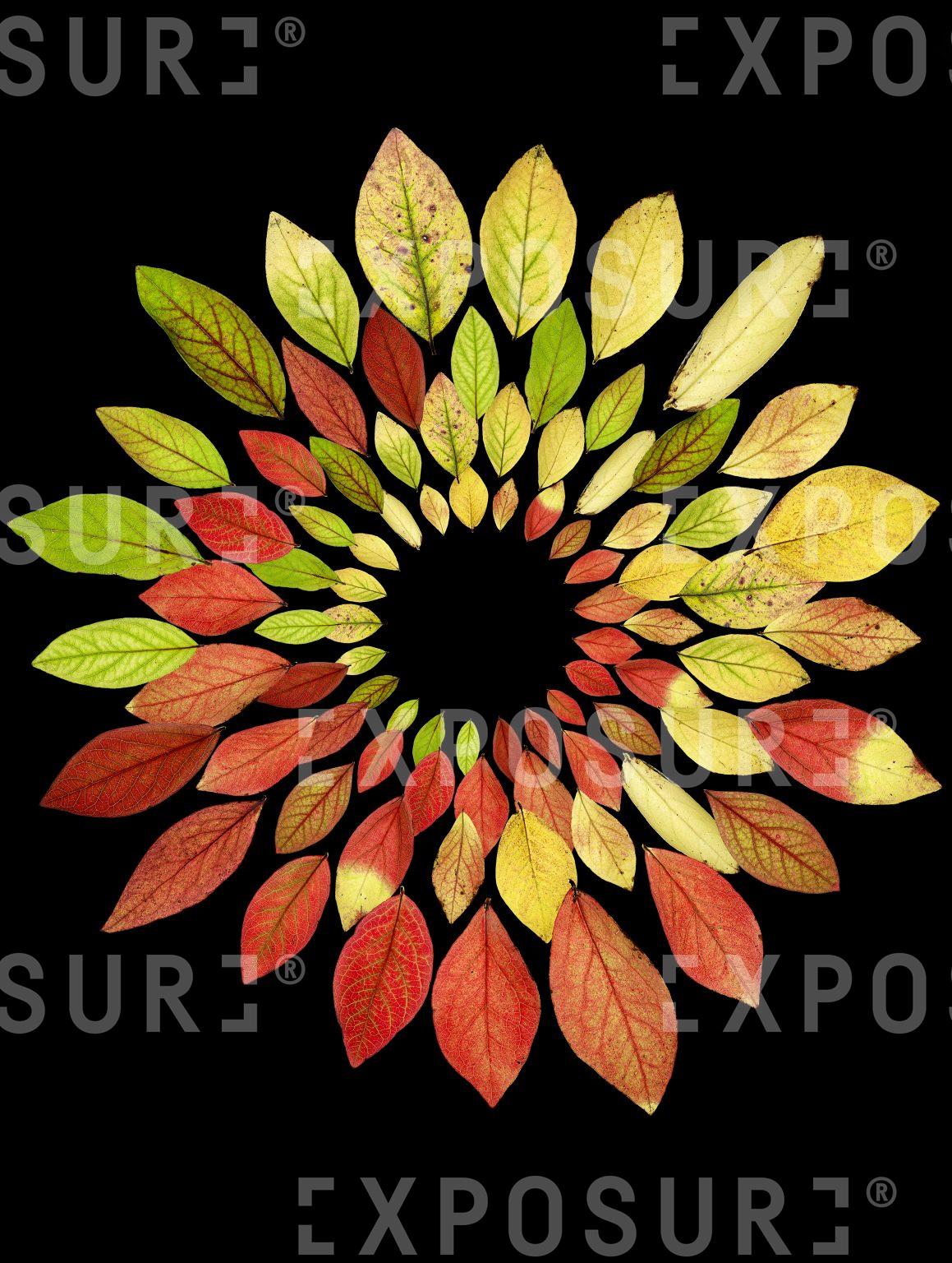 Autumn blueberry leaves