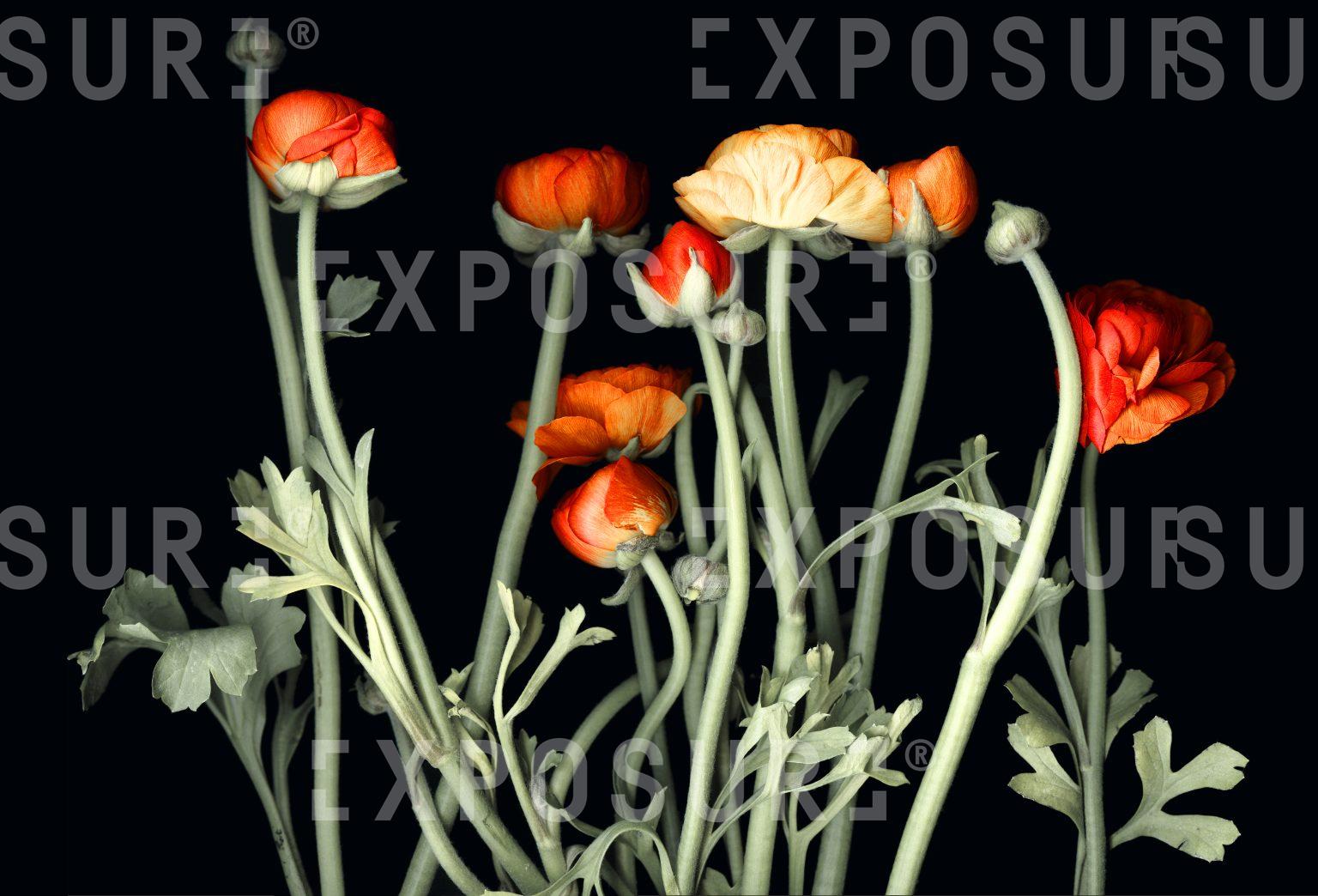 Flowerpan