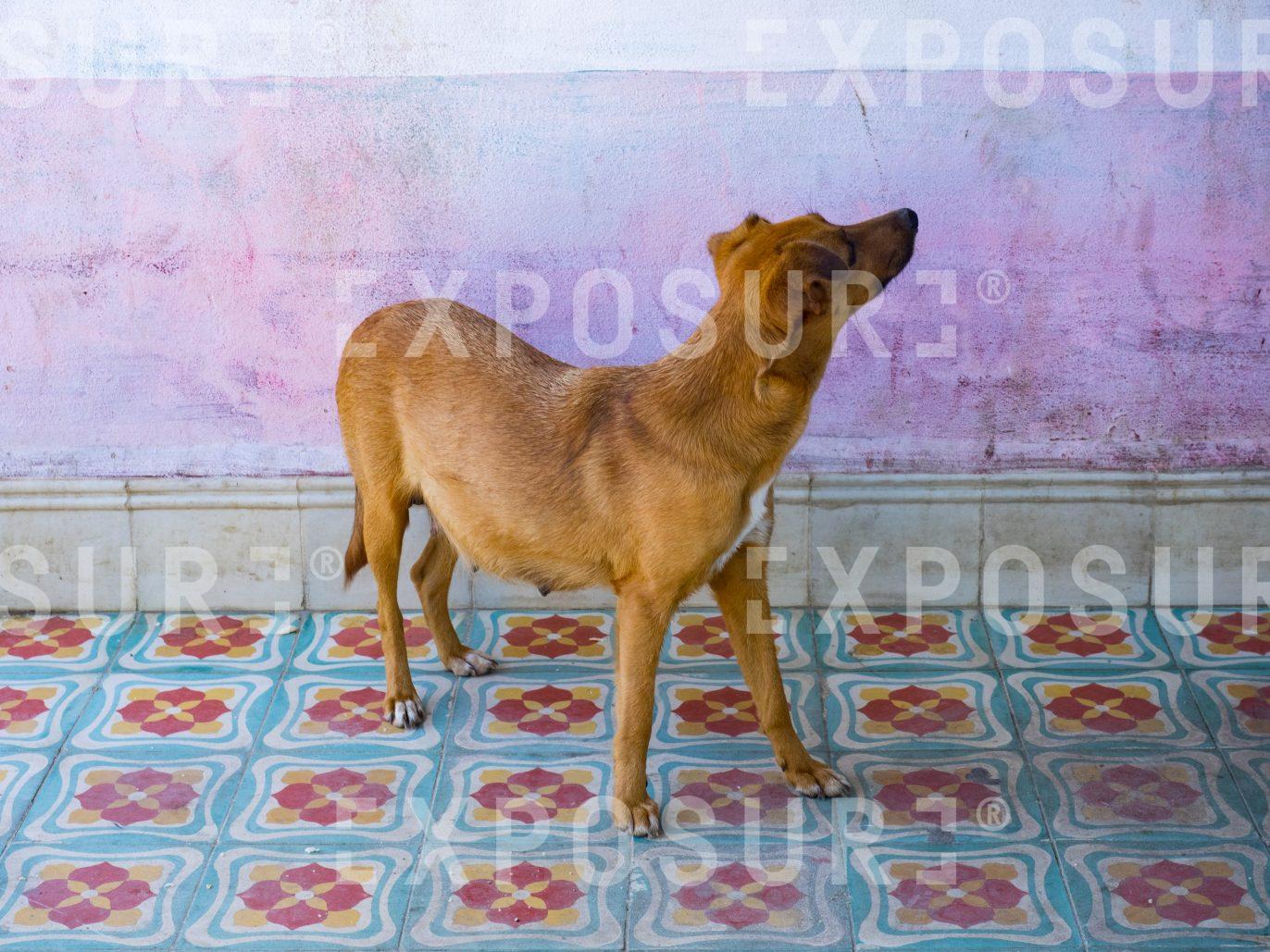 Dog on Tiles