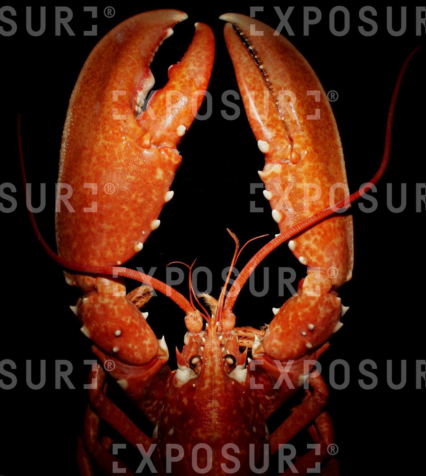 Lobster