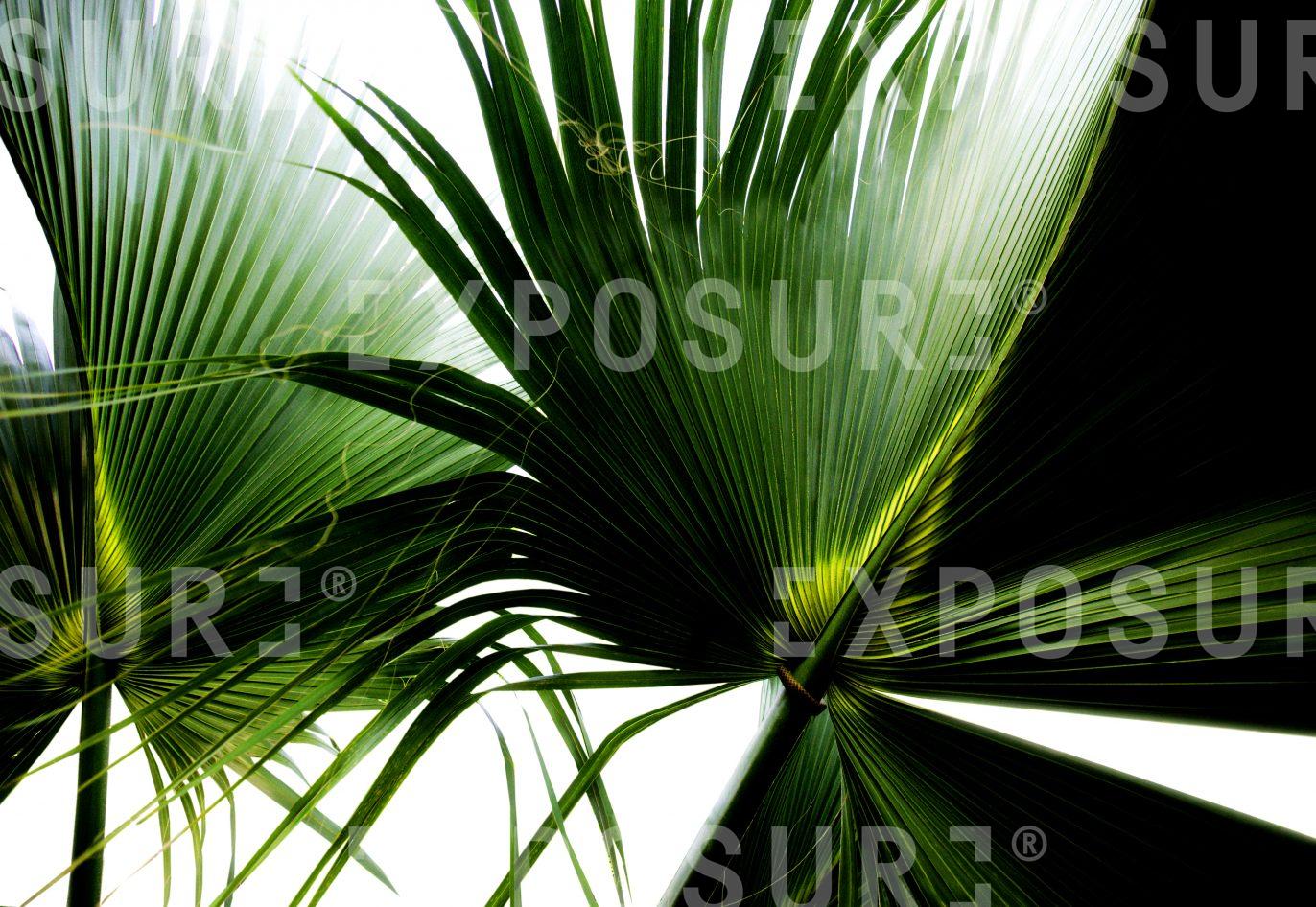 Palm Leaves